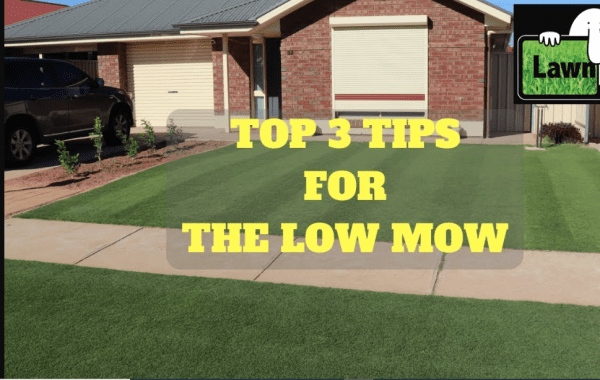 Die 3 besten Tipps zum Rasenmähen: Wann Sie Ihren Rasen für optimale Ergebnisse mähen sollten: